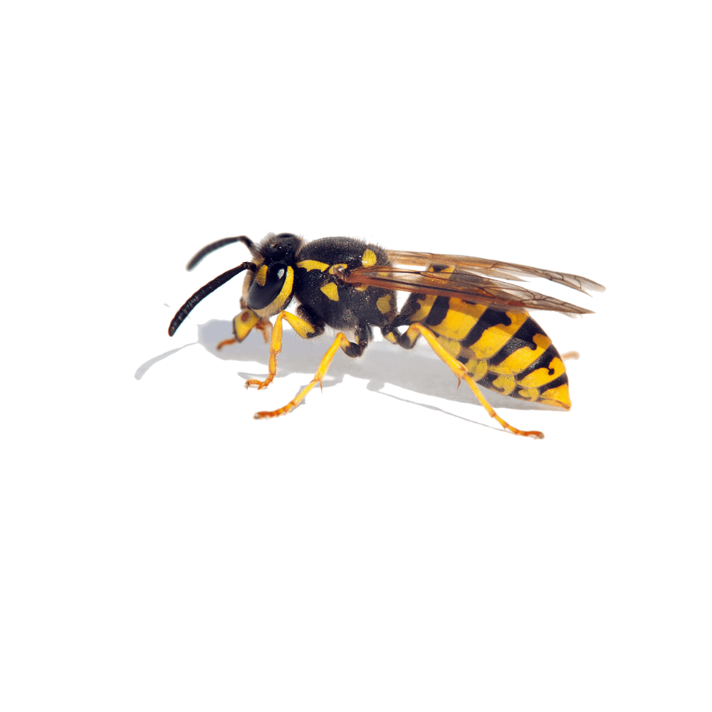 difference between wasps and bees